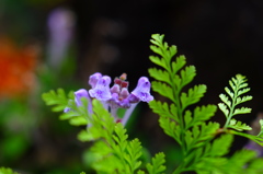 葉っぱの陰からこんにちわ