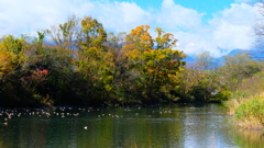 白鳥湖の秋