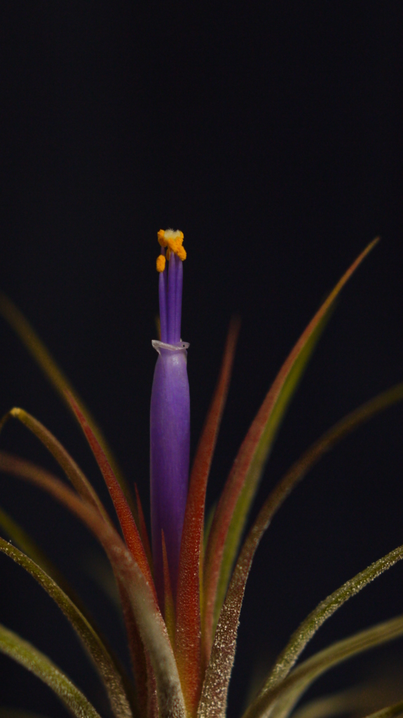 チランジア・イオナンタ５