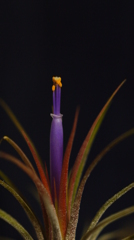 チランジア・イオナンタ５