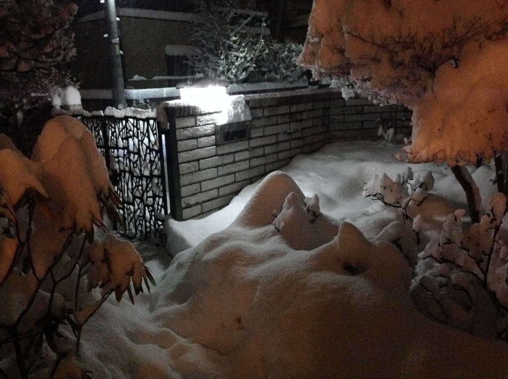 待望の雪、しかし・・・(^_^;)