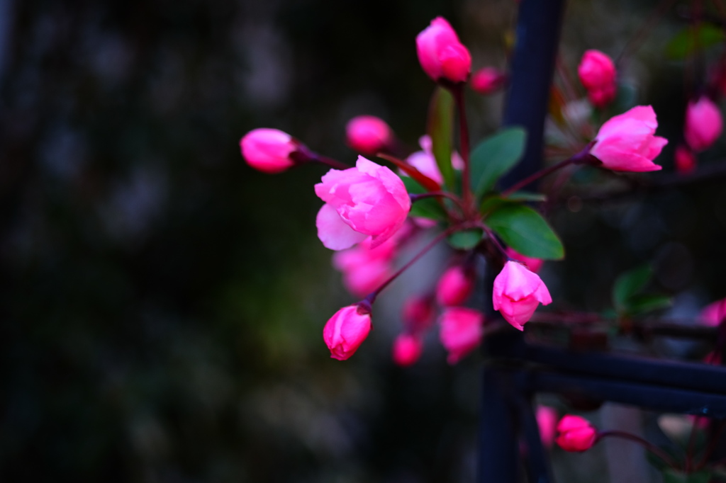 花海棠