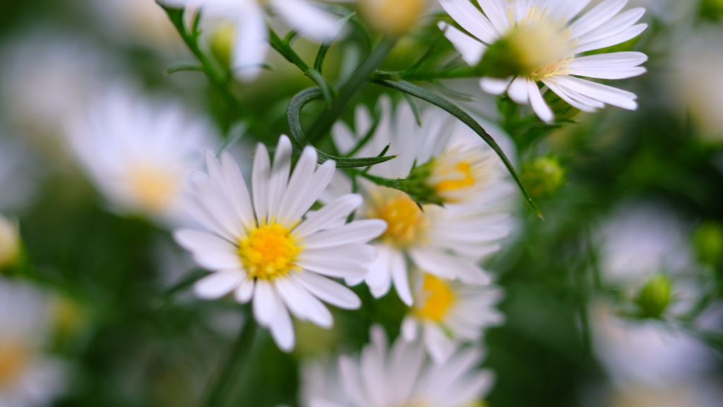 花づくし　５