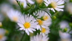 花づくし　５