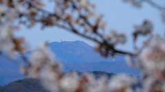 桜トンネルから美ヶ原