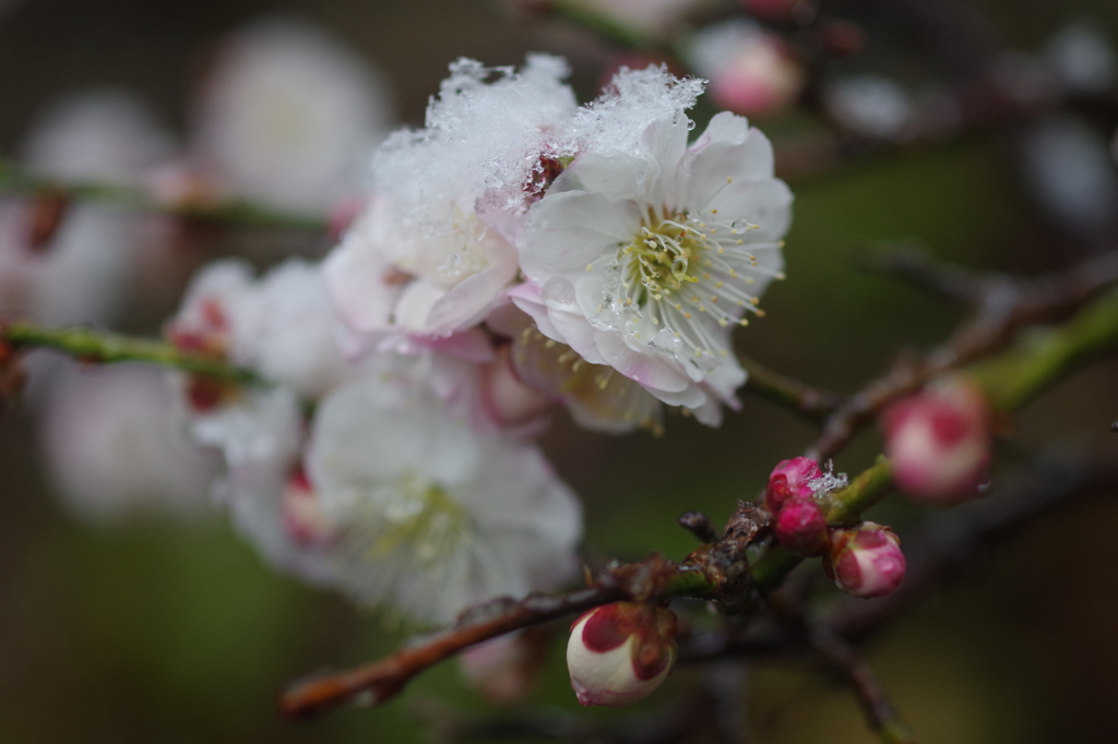 雪帽子