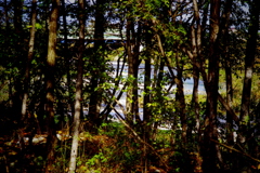 川辺の森