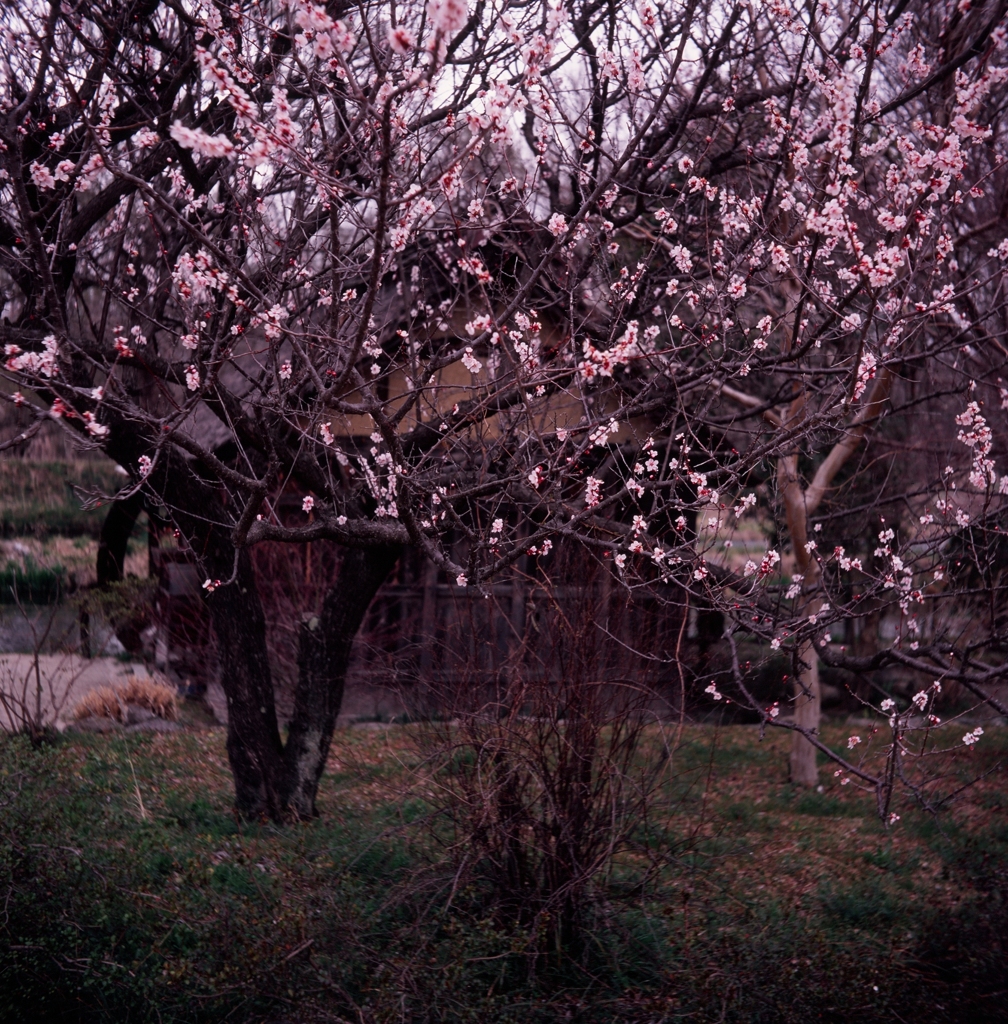 昔の光２（フィルムの残像）