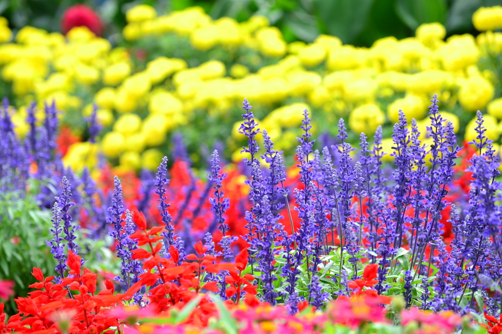 道端の花畑