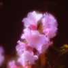 母さんの花　２（フィルムの残像）