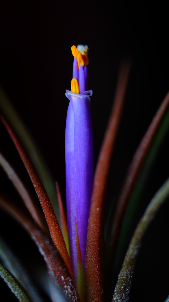 チランジア・イオナンタ１