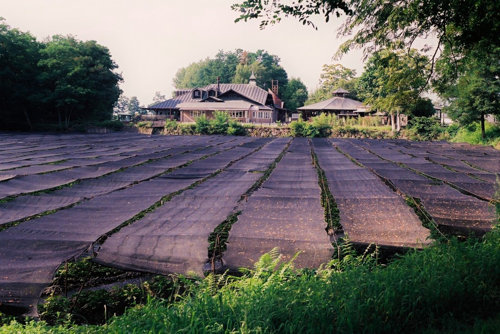 わさび田の朝　（フィルムスナップ）