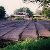 わさび田の朝　（フィルムスナップ）