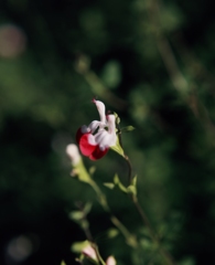 フィルムの残像　２