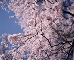 天を望む　（フィルムの残像）