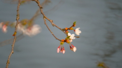 水面に寄り添ふ