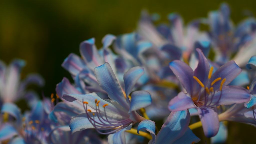 あきゆり　（道端の花シリーズ）