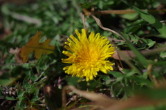 水車小屋の春 たんぽぽ 水車小屋の春 たんぽぽ