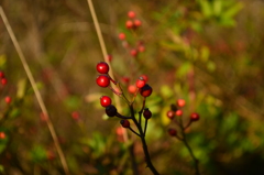 紅き小さき実