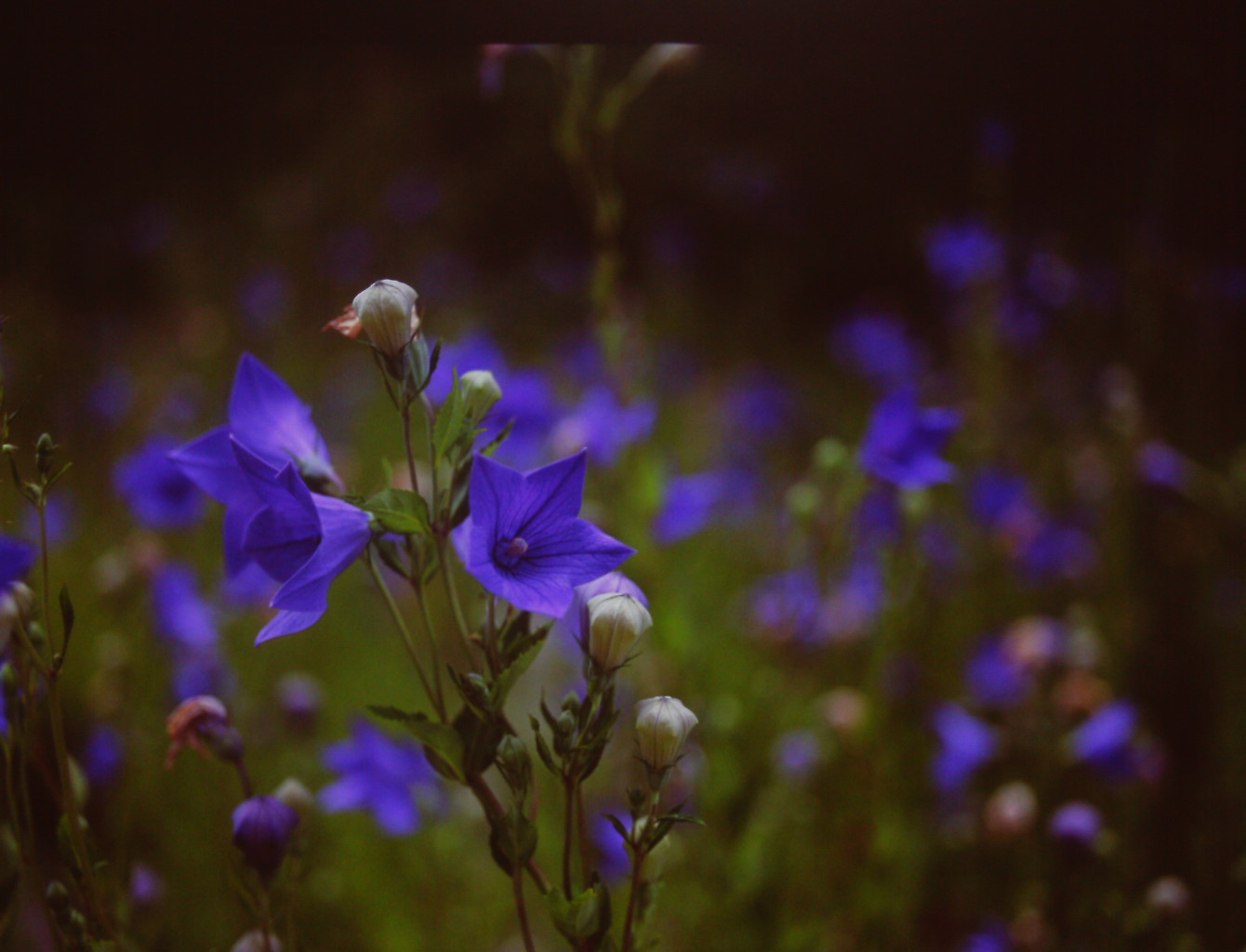 蒼い花の想い出　（フィルムの残像）