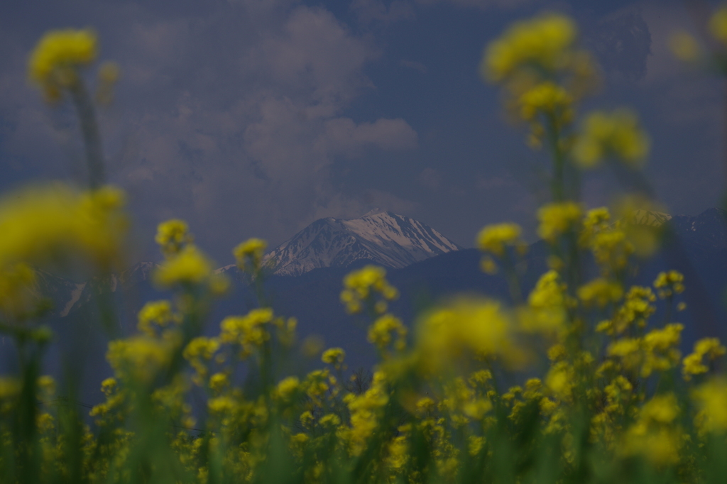 菜の花に埋もれて