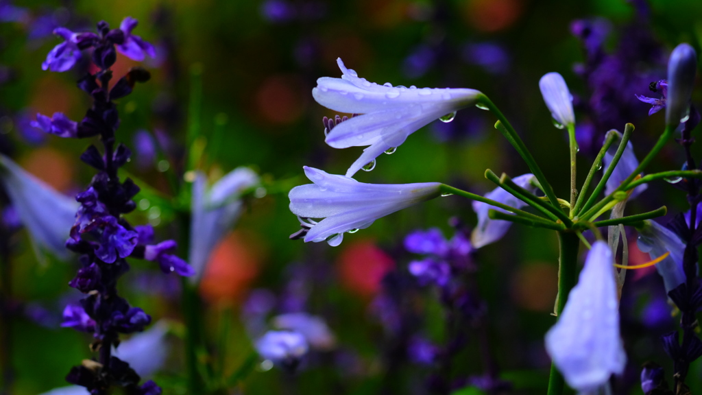 蒼い花たち