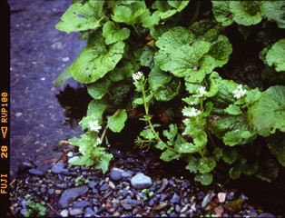 晩秋の花　（フィルムの残像）