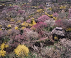 桃源郷を俯瞰す　（フィルムの残像）