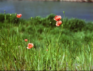 芥子のある風景３　(フィルムの残像）