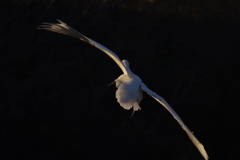 夕暮れの帰還４