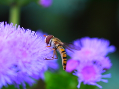 アブ君の昼餉シリーズ１