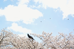 烏桜