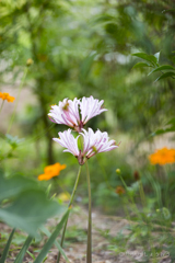 20160903)なんの花かわかりません。。。_1