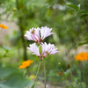 20160903)なんの花かわかりません。。。_1