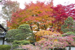20161113)普門寺四季桜_20
