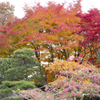 20161113)普門寺四季桜_20
