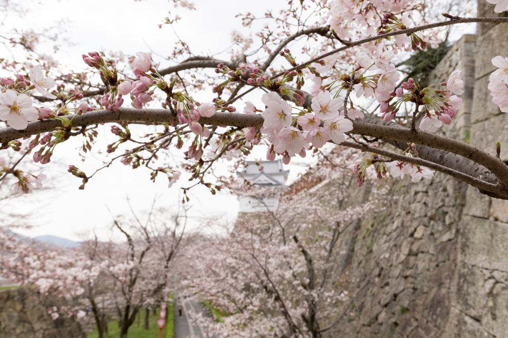 20150331)津山鶴山公園(桜)_2