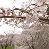 20150331)津山鶴山公園(桜)_2