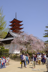 20180331)宮島In厳島神社にて-2