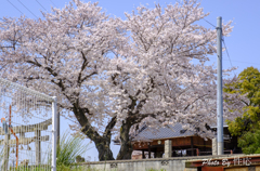 20180330)会社の近くの神社の桜-1