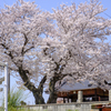 20180330)会社の近くの神社の桜-1