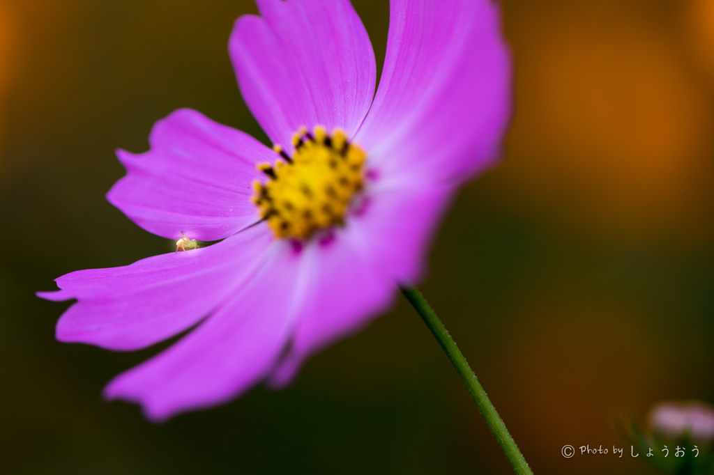 20150922)彼岸花(曼珠沙華)と秋桜_15