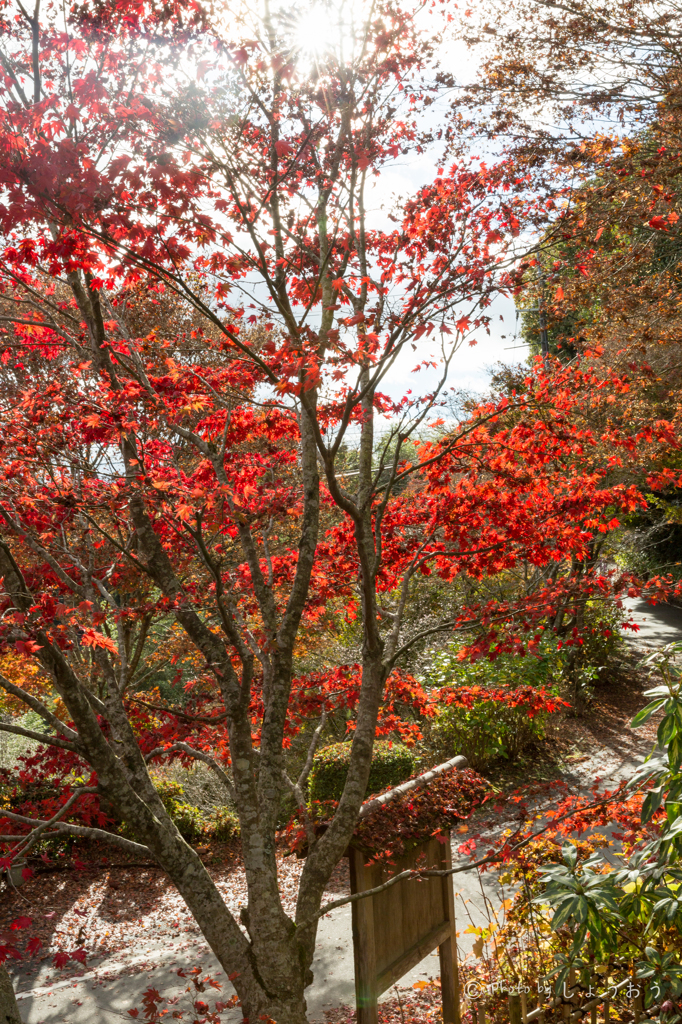 20151115)花の山寺「普門寺」散策(四季桜と紅葉)_13