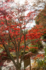 20151115)花の山寺「普門寺」散策(四季桜と紅葉)_13