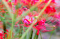 20150922)彼岸花(曼珠沙華)と秋桜_2