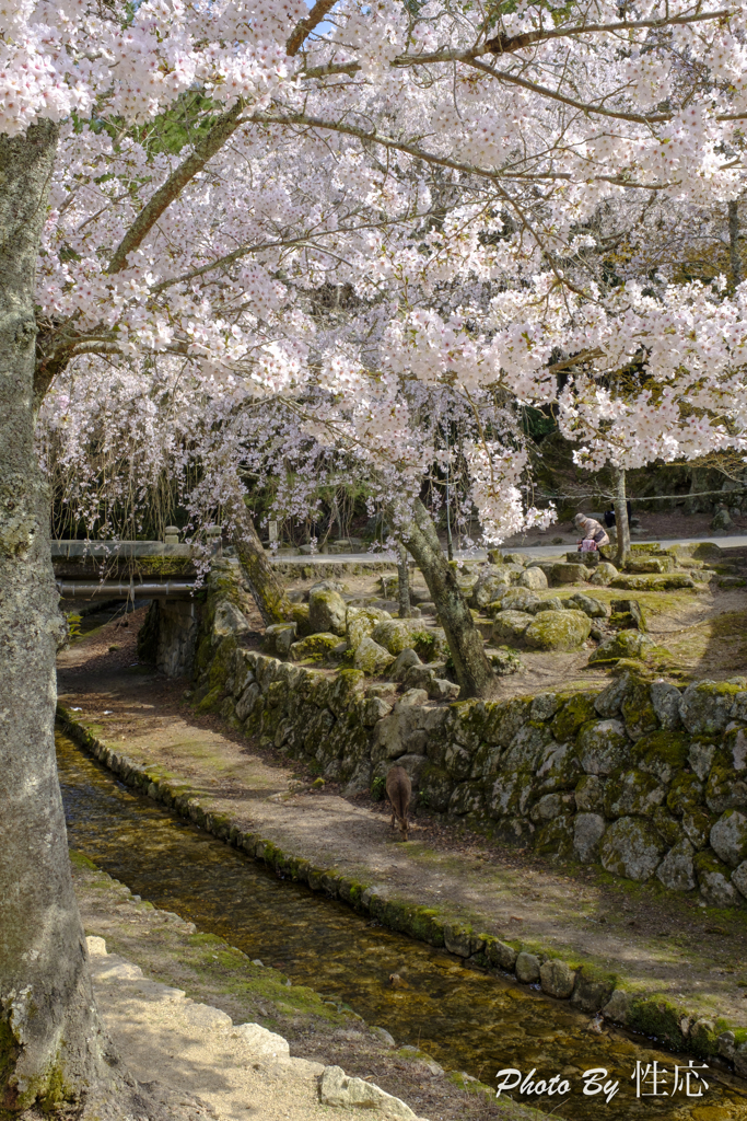 20180331)宮島In厳島神社にて-21