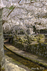 20180331)宮島In厳島神社にて-21