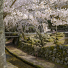 20180331)宮島In厳島神社にて-21
