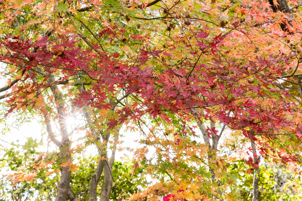 20151115)花の山寺「普門寺」散策(四季桜と紅葉)_2