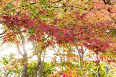 20151115)花の山寺「普門寺」散策(四季桜と紅葉)_2